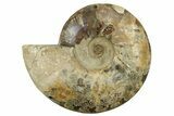 Large, Cut & Polished Ammonite Fossil - Madagasar #238784-4